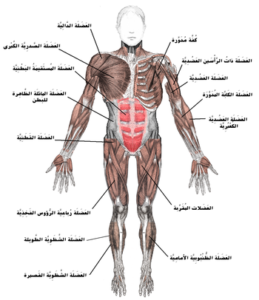 كم عدد عضلات جسم الانسان